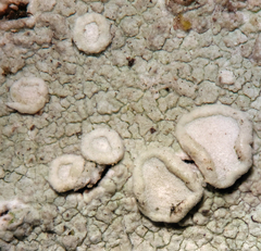 Lecanora albella