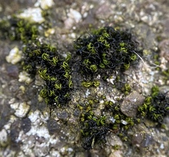 Ptychomitrium incurvum