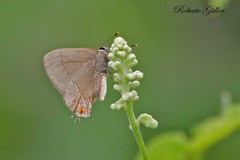 Arzecla tucumanensis