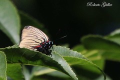 Atlides polybe