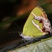 Mariposa Sedosa de Banda Blanca - Photo (c) Roberto Guller, algunos derechos reservados (CC BY-NC-ND), subido por Roberto Guller