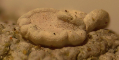 Lecanora albella