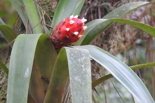 Guzmania desautelsii image