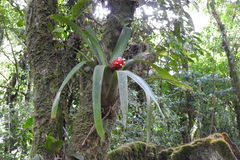 Guzmania desautelsii