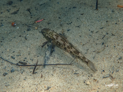 Gobiomorphus basalis