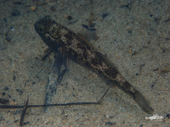 Gobiomorphus basalis