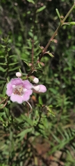 Agalinis genistifolia
