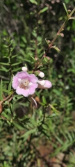 Agalinis genistifolia