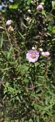 Agalinis genistifolia