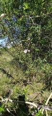 Agalinis genistifolia