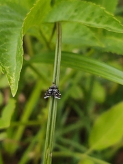 Prochoreutis myllerana
