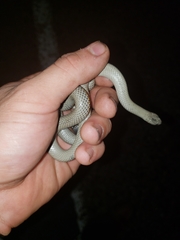 Diadophis punctatus regalis