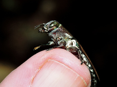 Chrysobothris basalis