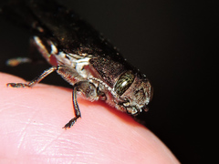 Chrysobothris basalis