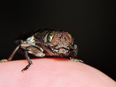 Chrysobothris basalis