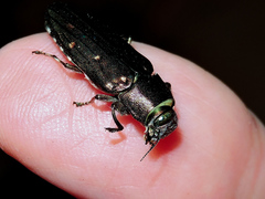 Chrysobothris basalis