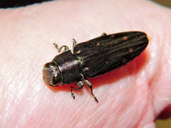 Chrysobothris basalis