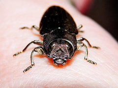 Chrysobothris basalis