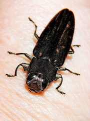 Chrysobothris basalis