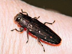 Chrysobothris basalis