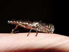 Chrysobothris basalis