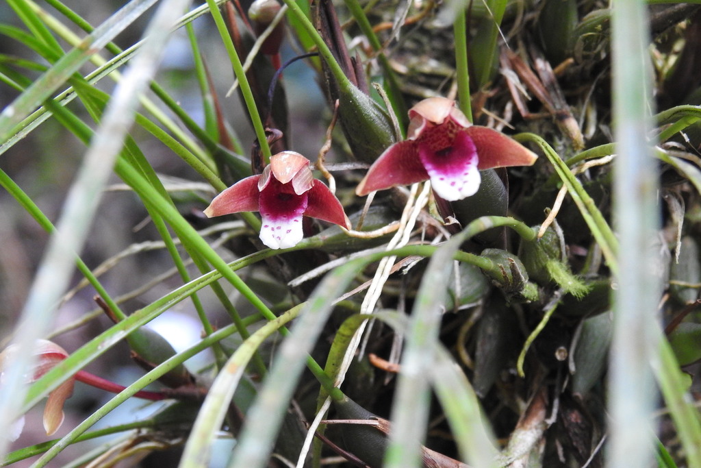 Maxillaria sanguinea