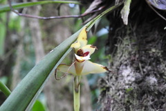 Maxillaria endresii