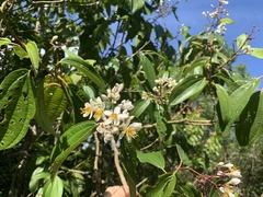 Miconia staminea