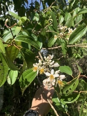 Miconia staminea