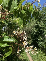 Miconia staminea