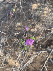 Melochia speciosa