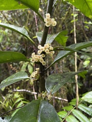 Cestrum macrophyllum