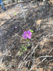 Melochia speciosa