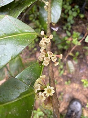 Cestrum macrophyllum