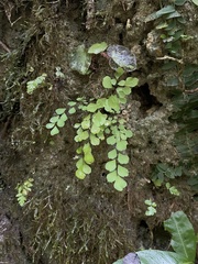 Adiantum fragile