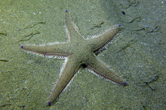 Astropecten irregularis