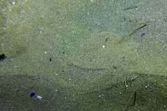 Scophthalmus rhombus