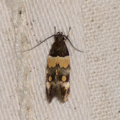 Triclonella determinatella