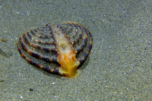 Photo of Rough cockle (Acanthocardia tuberculata)