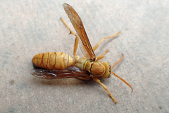 Polistes wattii