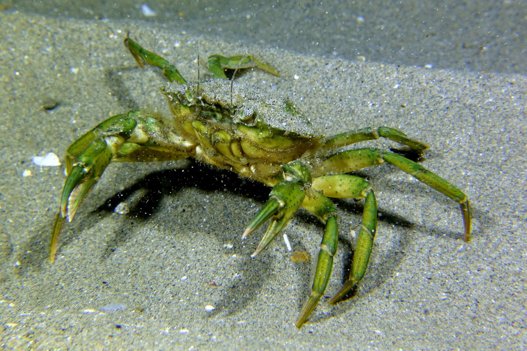 Mediterranean Green Crab, photo 1 of 10