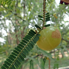 Phyllanthus emblica