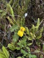 Chamaecrista glandulosa swartzii