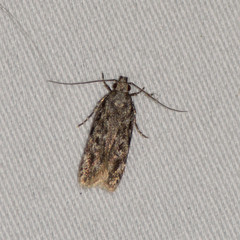 Filatima
