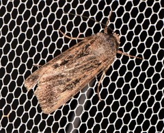 Agrotis munda