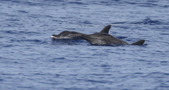 Steno bredanensis
