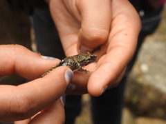Eleutherodactylus nitidus