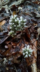 Obolaria virginica