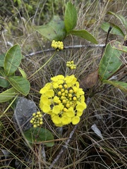 Stigmaphyllon emarginatum