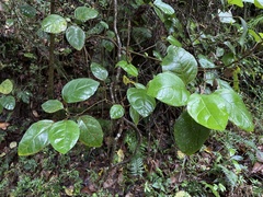 Hieronyma clusioides